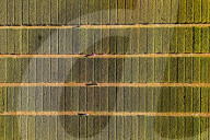 Winter Wheat Breeding Experimental Field in Yantai