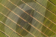 Winter Wheat Breeding Experimental Field in Yantai