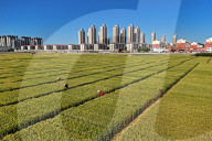 Winter Wheat Breeding Experimental Field in Yantai