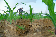Agricultural High Yield
