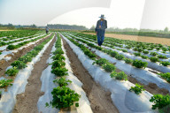 Agricultural High Yield