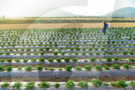 Agricultural High Yield