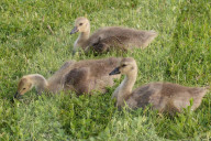Canada Geese And Goslings
