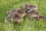 Canada Geese And Goslings