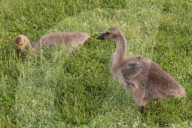 Canada Geese And Goslings