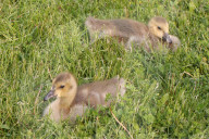 Canada Geese And Goslings