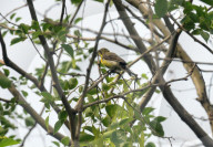 India Bird Environment