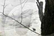 India Bird Environment