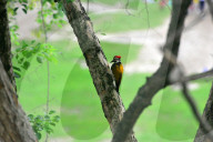 India Bird Environment