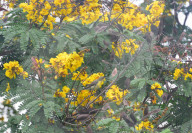 India Bird Environment