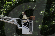 Insect Nest Removal In Krakow