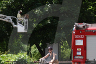 Insect Nest Removal In Krakow