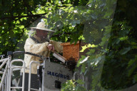Insect Nest Removal In Krakow
