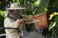 Insect Nest Removal In Krakow