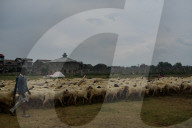 Kashmir sheep market