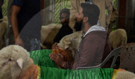 Kashmir sheep market