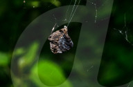 Abandoned-web Orb-weaver (Parawixia Dehaani) Hunted Great Eggfly Butterfly - Animal India