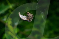 Abandoned-web Orb-weaver (Parawixia Dehaani) Hunted Great Eggfly Butterfly - Animal India
