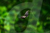 Abandoned-web Orb-weaver (Parawixia Dehaani) Hunted Great Eggfly Butterfly - Animal India
