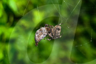 Abandoned-web Orb-weaver (Parawixia Dehaani) Hunted Great Eggfly Butterfly - Animal India