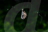 Abandoned-web Orb-weaver (Parawixia Dehaani) Hunted Great Eggfly Butterfly - Animal India