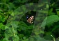 Abandoned-web Orb-weaver (Parawixia Dehaani) Hunted Great Eggfly Butterfly - Animal India