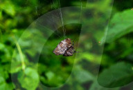Abandoned-web Orb-weaver (Parawixia Dehaani) Hunted Great Eggfly Butterfly - Animal India