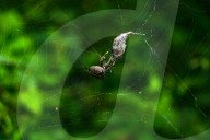 Abandoned-web Orb-weaver (Parawixia Dehaani) Hunted Great Eggfly Butterfly - Animal India