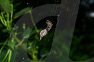 Abandoned-web Orb-weaver (Parawixia Dehaani) Hunted Great Eggfly Butterfly - Animal India