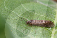 Caddisfly