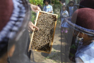 Kindergarten Students Learn About Bee And Honey In Indonesia