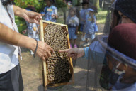Kindergarten Students Learn About Bee And Honey In Indonesia