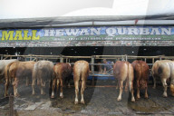 Livestock Market During Eid Al-Adha Preparation In Indonesia