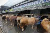 Livestock Market During Eid Al-Adha Preparation In Indonesia