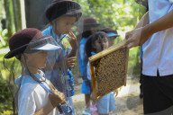 Kindergarten Students Learn About Bee And Honey In Indonesia