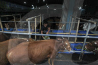 Livestock Market During Eid Al-Adha Preparation In Indonesia