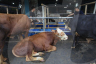 Livestock Market During Eid Al-Adha Preparation In Indonesia