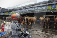 Livestock Market During Eid Al-Adha Preparation In Indonesia