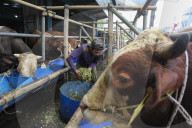 Livestock Market During Eid Al-Adha Preparation In Indonesia