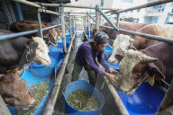 Livestock Market During Eid Al-Adha Preparation In Indonesia