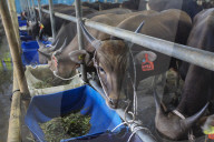 Livestock Market During Eid Al-Adha Preparation In Indonesia