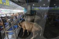 Livestock Market During Eid Al-Adha Preparation In Indonesia