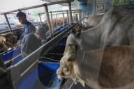 Livestock Market During Eid Al-Adha Preparation In Indonesia