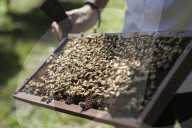 Bee Tourism Park In Jakarta, Indonesia