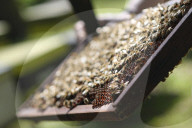 Bee Tourism Park In Jakarta, Indonesia