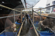 Livestock Market During Eid Al-Adha Preparation In Indonesia
