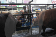 Livestock Market During Eid Al-Adha Preparation In Indonesia