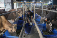 Livestock Market During Eid Al-Adha Preparation In Indonesia