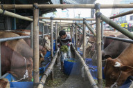 Livestock Market During Eid Al-Adha Preparation In Indonesia