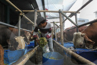 Livestock Market During Eid Al-Adha Preparation In Indonesia